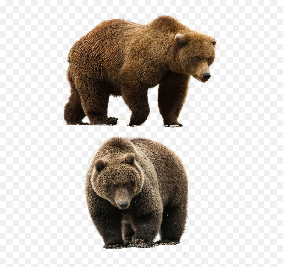 Download Free Real Bear Image Icon Favicon Png Facebook Realistic