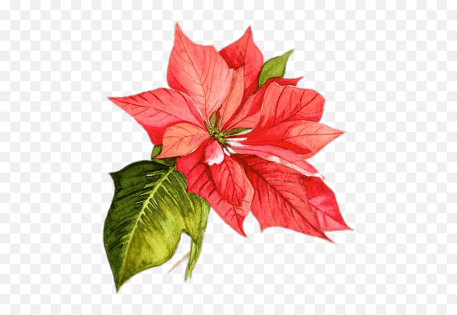 Watercolor Painting Flower - Watercolor Christmas Flowers Png,Poinsettia Png