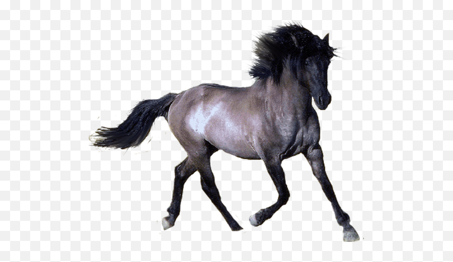 Horse Icon Clipart - Horse With No Background Png,Horse Transparent Png