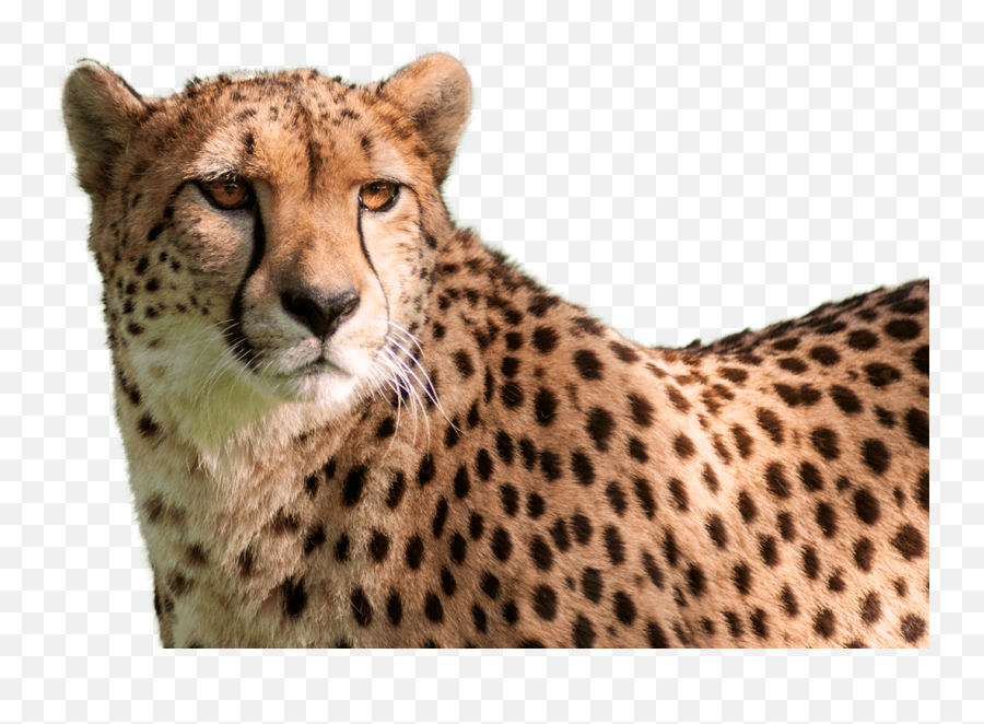 Hd Cheetah Png High - Cheetah Head Transparent Background,Cheetah Png