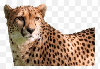Hd Cheetah Png High - Cheetah Head Transparent Background,Cheetah Png