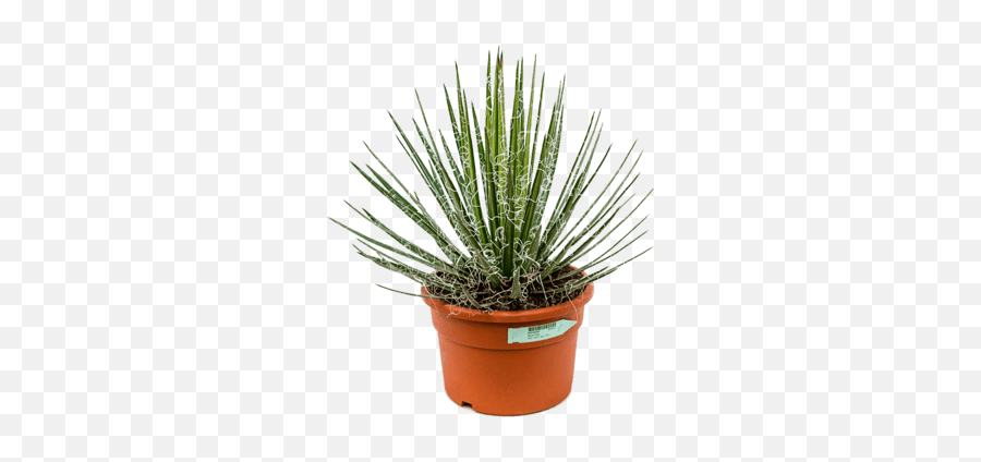 Nieuwkoop Europe Agave Filifera - Agave Png,Agave Png