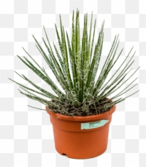 Nieuwkoop Europe Agave Filifera - Agave Png,Agave Png