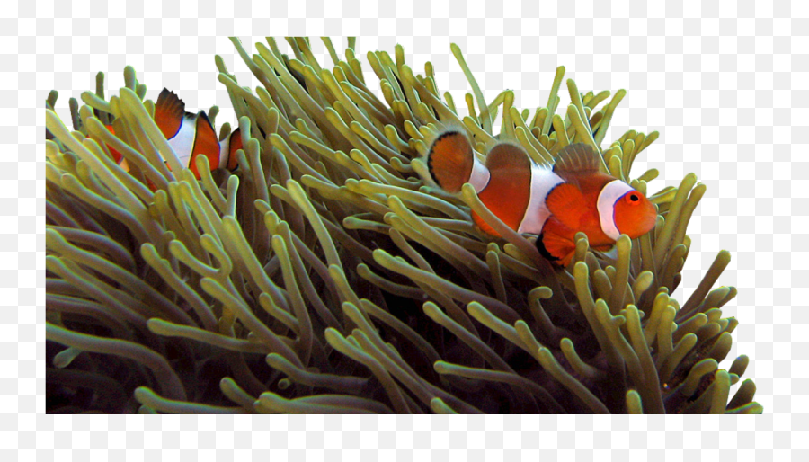 They Are All Transsexuals - Sea Anemone And Clown Fish Png,Anemone Png