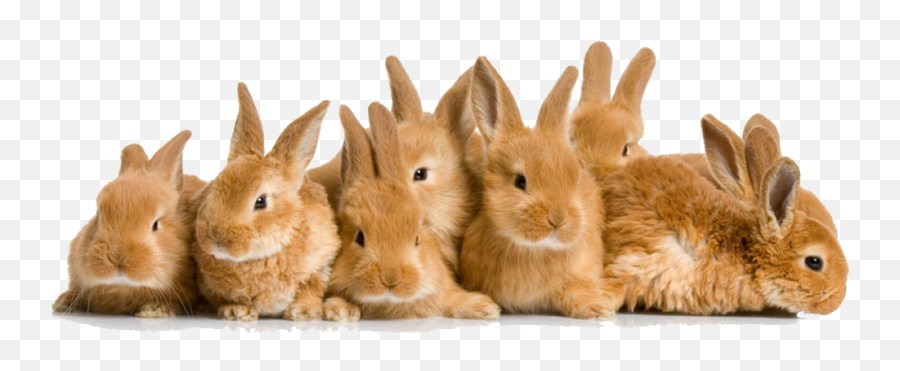 Rabbit Png Images Transparent Free - Bunnies Png,Bunnies Png