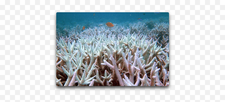 Great Barrier Reef Bleaching Study Karoly Et Al April 2016 - Great Barrier Reef Background Dying Png,Coral Reef Png