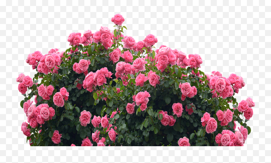 Roses Love Nature Rose - Portable Network Graphics Png,Garden Flowers Png