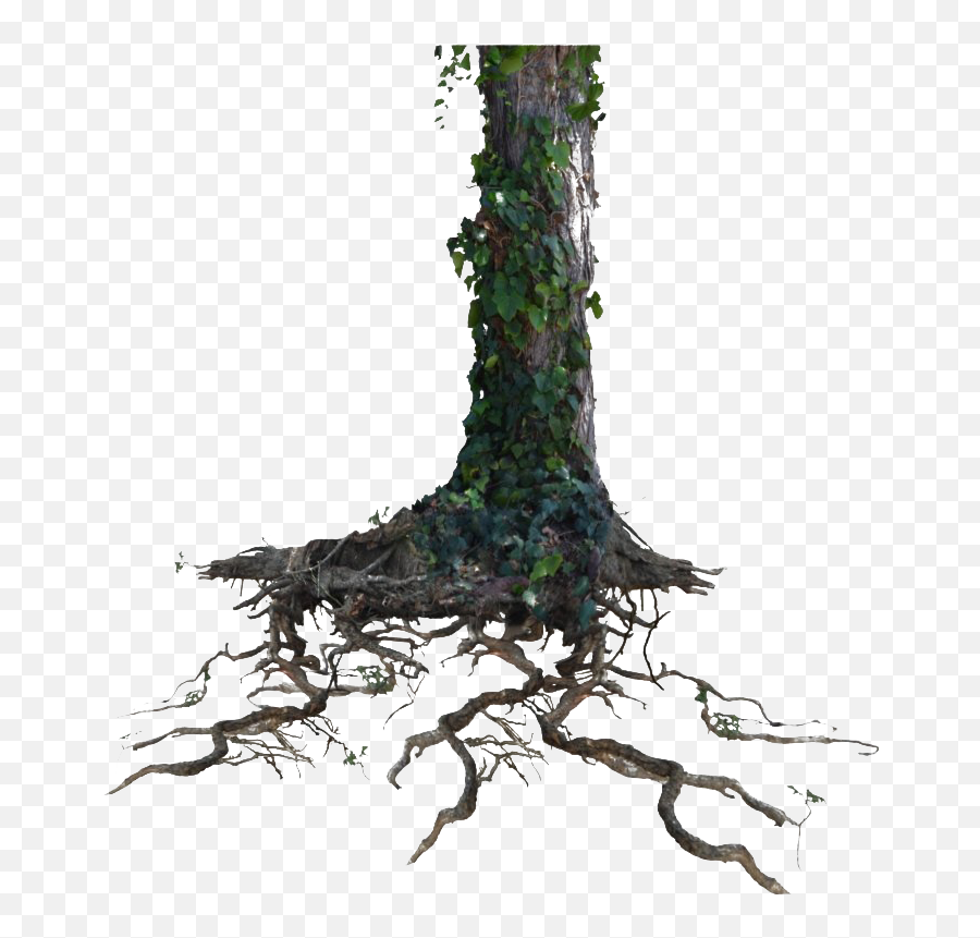 Tree Trunk Png Clipart Mart - Root Stem Leaf Tree,Branch Clipart Png