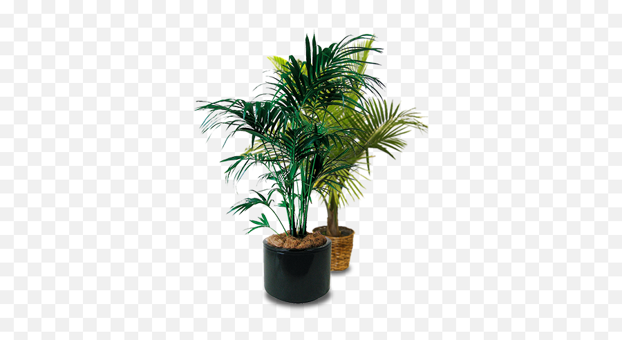 Palms - Potted Palm Tree Png Transparent Png Original Indoor Plant,Palm Tree Png Transparent