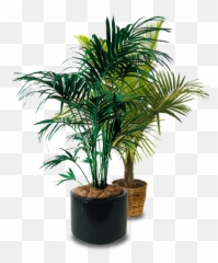 Palms - Potted Tree Png Transparent Original Indoor Plant