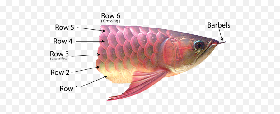 Download These Scales Are Rather Visible To The Naked Eye As - Asian Arowana Png,Fish Scales Png