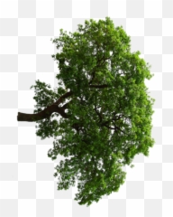 Horizontal Oak Tree Warehouse 13 Artifact Database Wiki Png