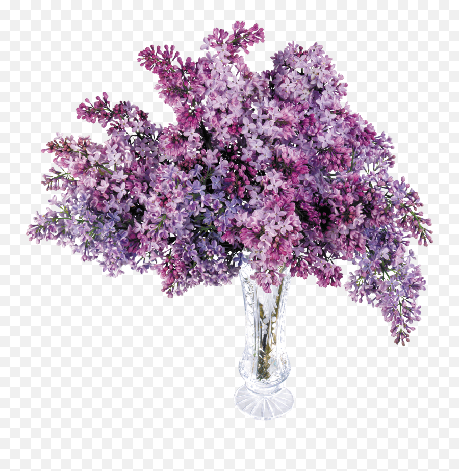 Lilac Flower Transparent U0026 Png Clipart Free Download - Ywd Bouquet Of Lilacs Clipart,Purple Flowers Png