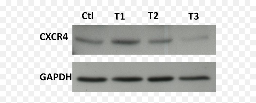 Cxcr - 4 Antibody 4g10 For Western Blots Biocompare Dot Png,Antibody Png