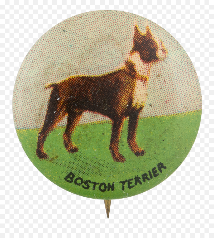 Boston Terrier Busy Beaver Button Museum - Guard Dog Png,Boston Terrier Png