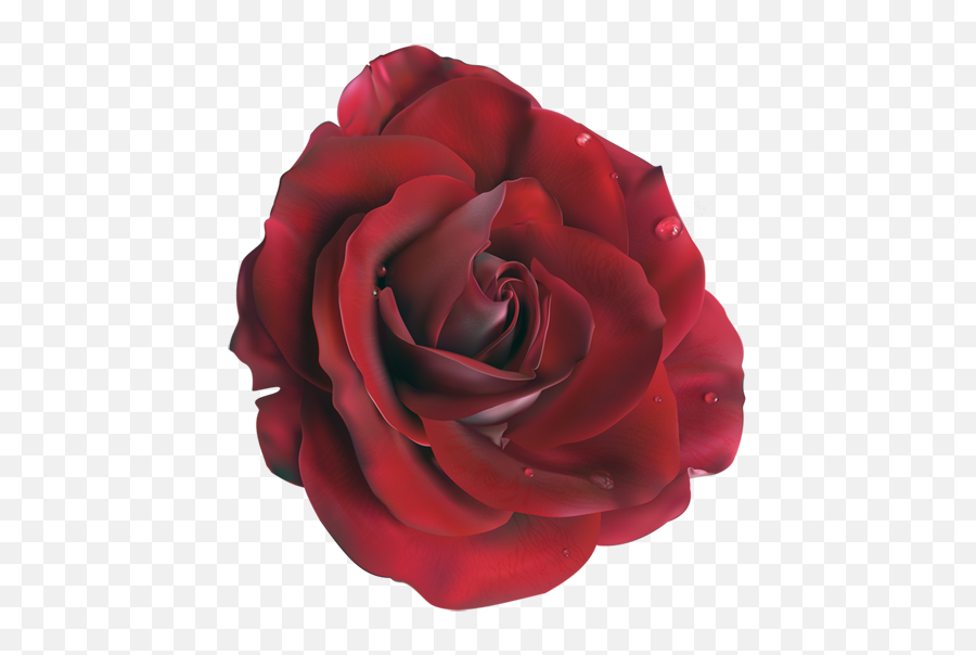 Rose Vector Clipart - Red Realistic Rose Drawing Png,Rose Vector Png