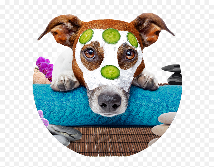 Policies Transfurmations By Steph Png Icon For Dog Toy