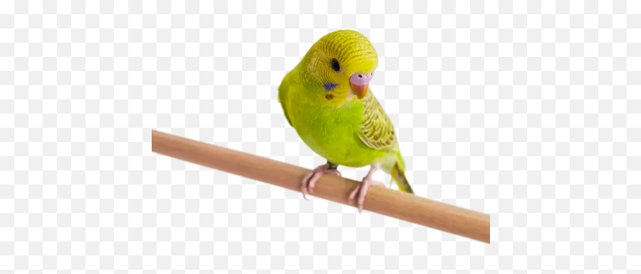 Green Parakeet Melopsittacus Undulatus Petco - Budgerigar Png,Petco Icon Transparent