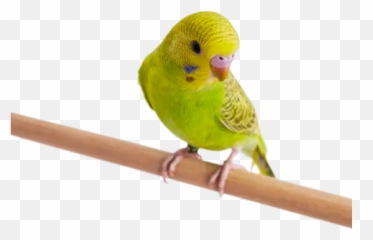 Green Parakeet Melopsittacus Undulatus Petco - Budgerigar png