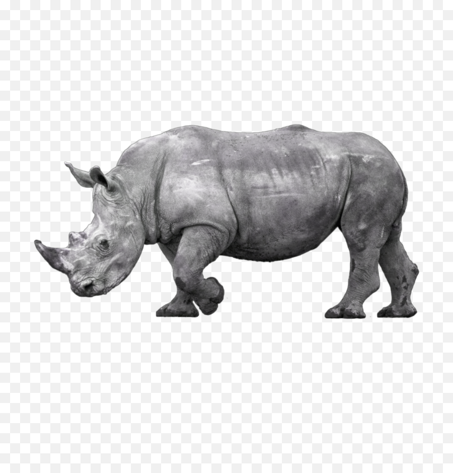 Rhinoceros Png - Rhino Sticker Black Rhinoceros 5131925 Black Rhino Png,Rhino Png