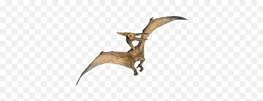 Picture - Pterodactyl Transparent Png,Pterodactyl Png