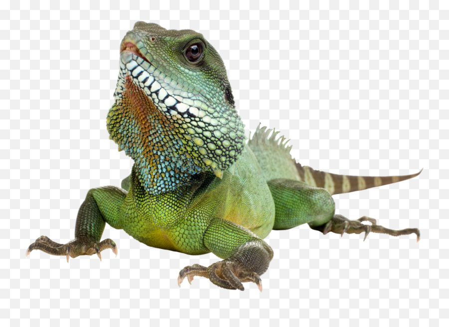 Iguana Transparent Background - Transparent Background Iguana Transparent Png,Iguana Png