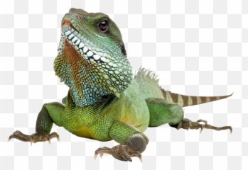 Iguana Transparent Background - png