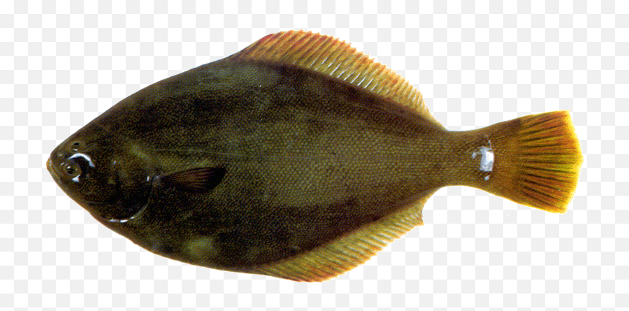 Yellowbelly Flounder - Sole Png,Flounder Png