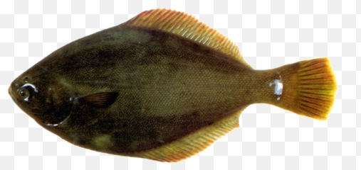 Yellowbelly Flounder - Sole Png,Flounder Png