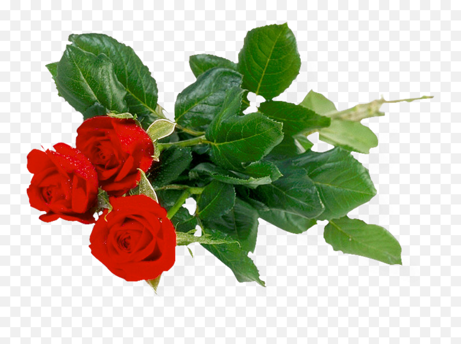 Red Rose Png Image - Purepng Free Transparent Cc0 Png Rose Background Hd Download,Red Rose Png