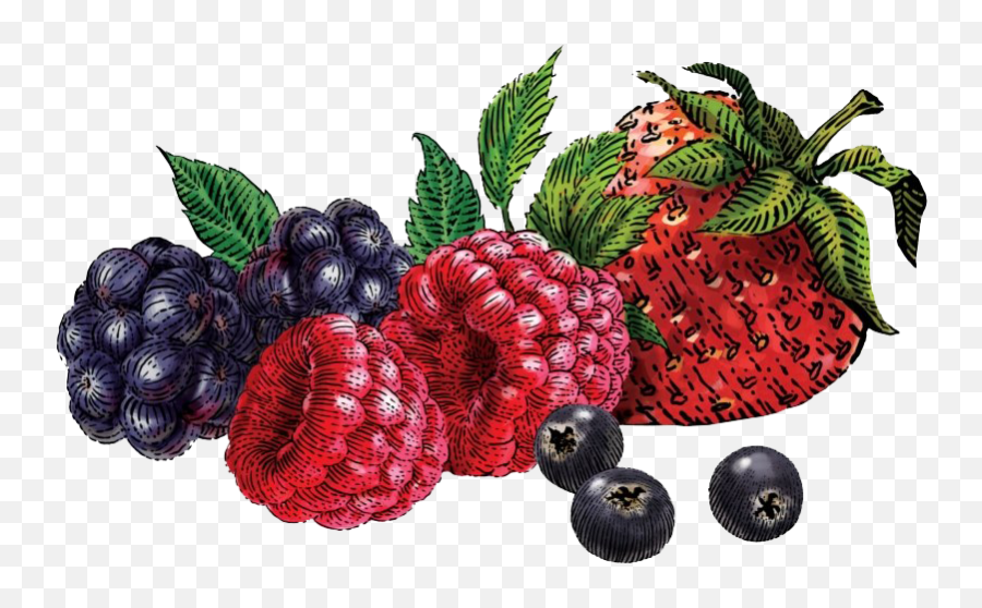 Berries Png Transparent Images - Yogurt Oz,Berries Png
