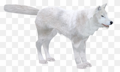 Arctic Wolf Png Image - Wolf Transparent Background