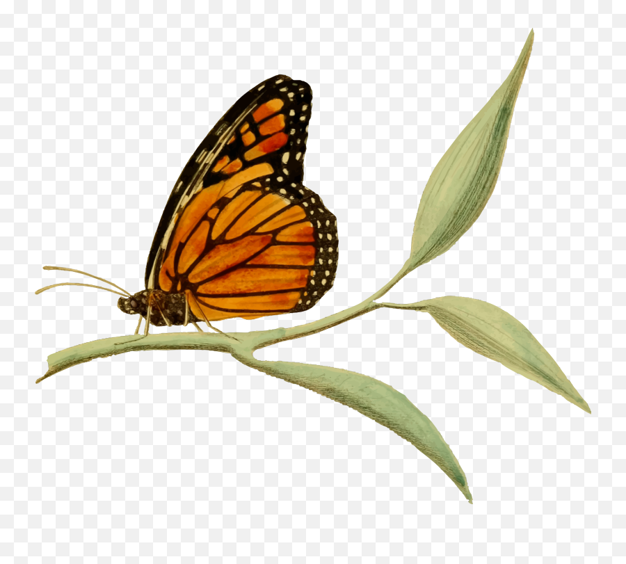 Download This Free Icons Png Design Of Monarch Butterfly 2 - Transparent Background Monarch Butterfly Clip Art,Monarch Butterfly Png