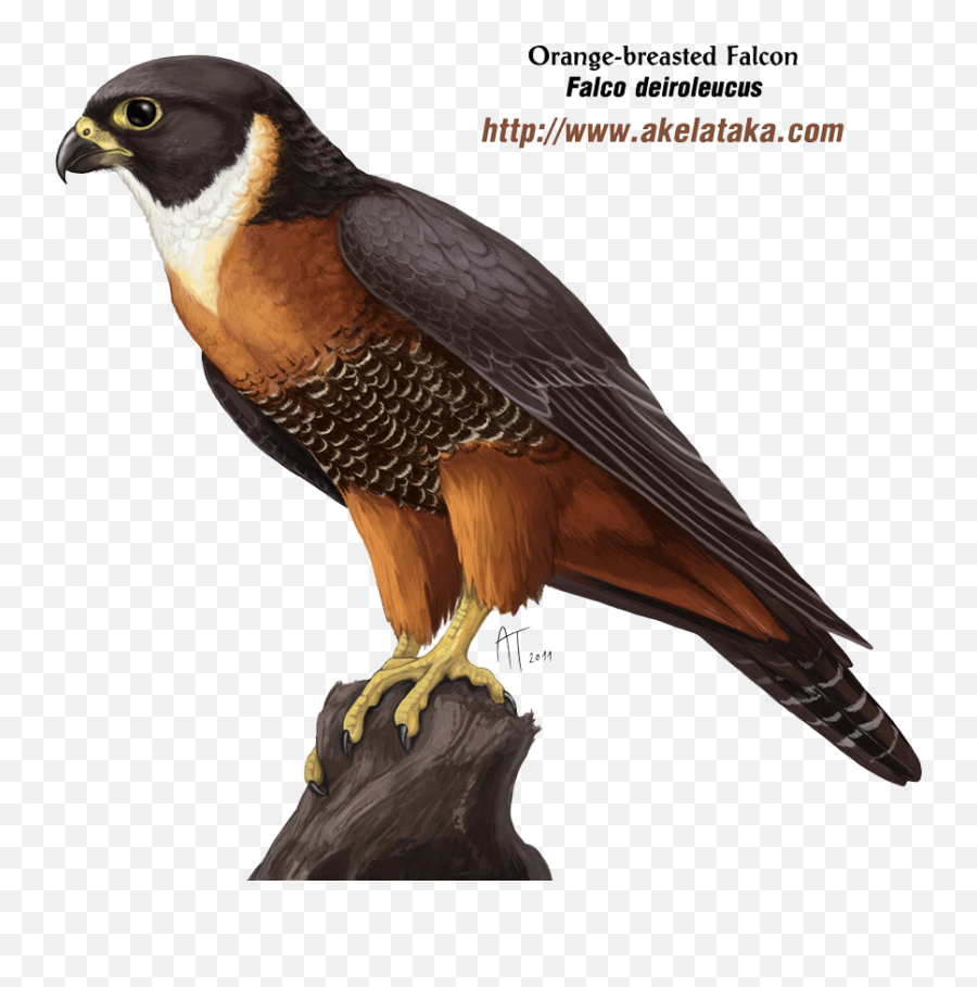 Download Falcon Png Photos - Falcon Png,Falcon Png