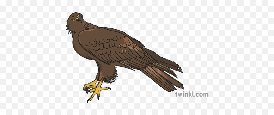 Golden Eagle Illustration - Twinkl Golden Eagle Png,Golden Eagle Png