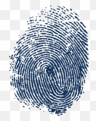 Prints Clipart Finger Print Picture 182716 - Blue Transparent Fingerprint Png