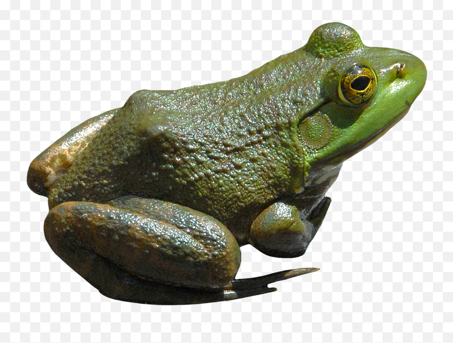 Frog Transparent Png - Frog Png,Frog Transparent Background