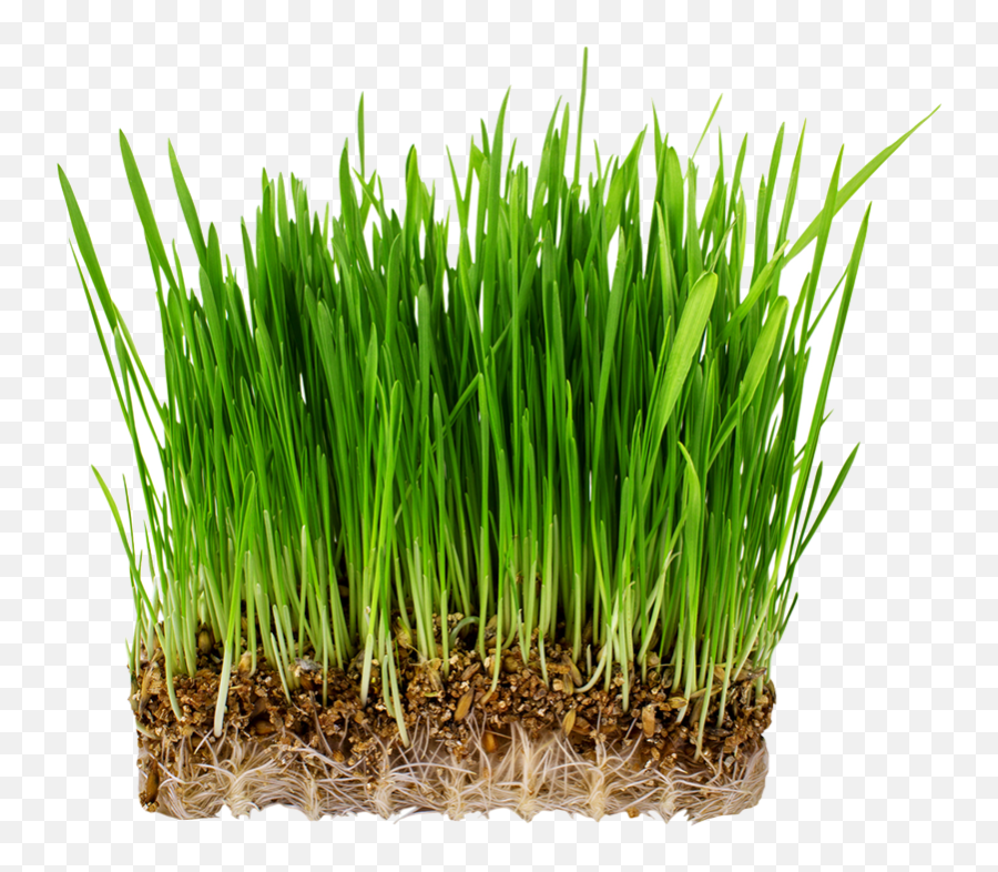Grass Types Rgreen Organic Lawn Care Nazareth Pa - Oat Png,Tall Grass Png