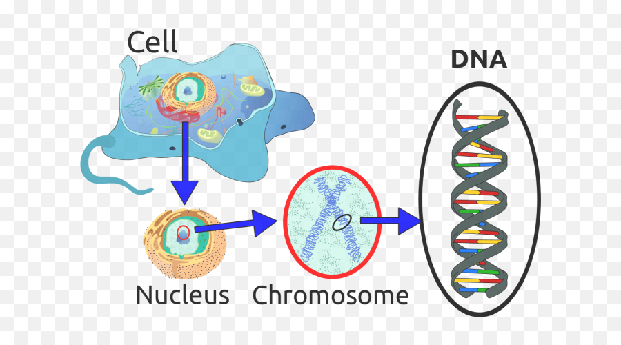 Where Are Chromosomes Located In A Cell Science Trends - Dna Important To A Cell Png,Chromosome Png