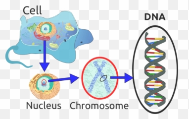 Where Are Chromosomes Located In Cell Science Trends - Dna Important To png