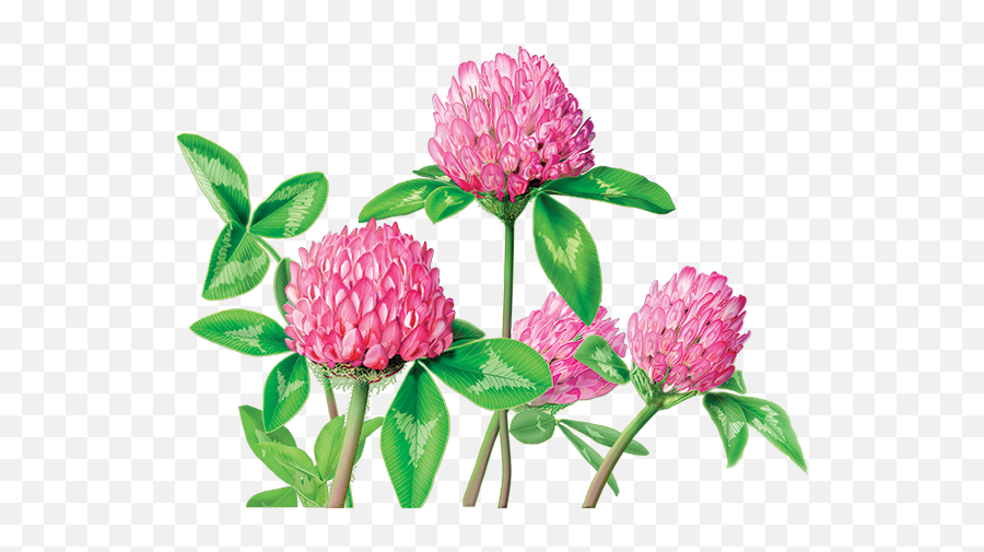 Clover Flower Png U0026 Free Flowerpng Transparent - Red Clover Tea Png,Clover Transparent Background