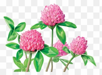 Clover Flower Png U0026 Free Flowerpng Transparent - Red Tea