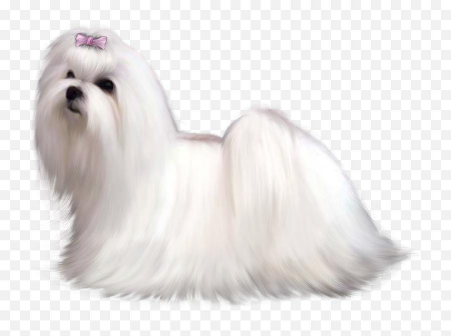 Clipart Puppy Maltipoo Transparent - Transparent Background Png Maltese Png,Cute Dog Png