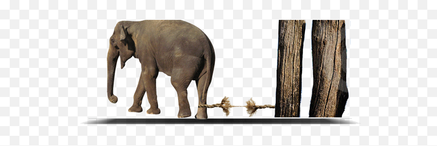 The Elephant And Rope - Olifant Vast Aan Touw Png,Rope Png