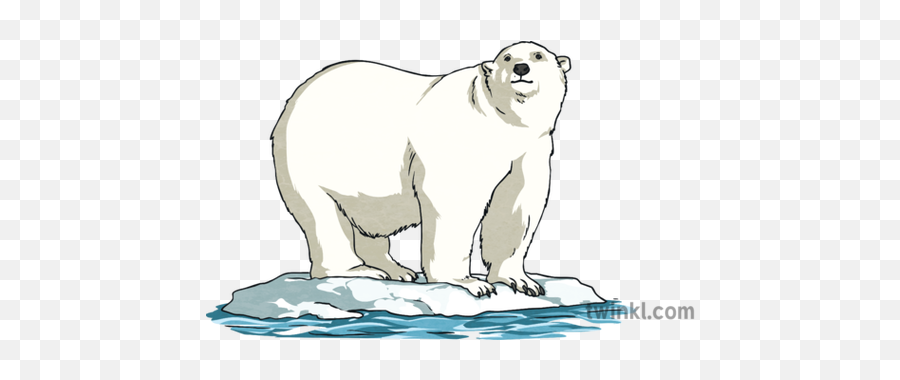 Global Warming Polar Bear - Polar Bear Png,Ice Bear Png