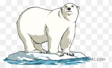 Global Warming Polar Bear - Polar Bear Png,Ice Bear Png