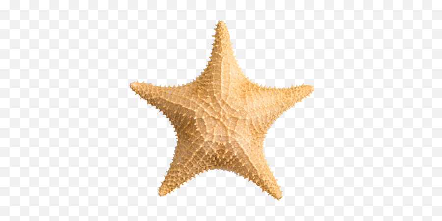 Starfish Png Free Image Download - Starfish,Starfish Png