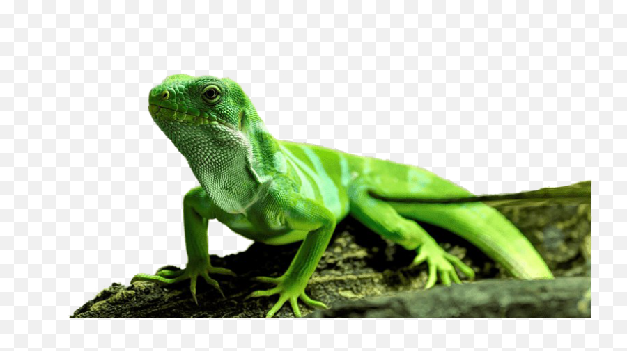 Iguana Png Transparent Images - Download The Picture Of An Iguana,Iguana Transparent Background