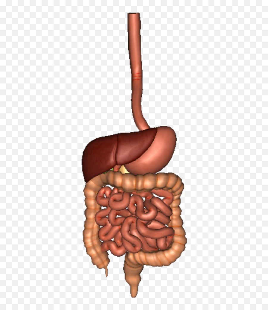 Human Digestive System Png Transparent - Digestive System Transparent Background,Digestive System Png