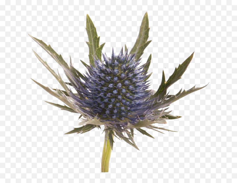 Blue Thistle Flowers Png Image File